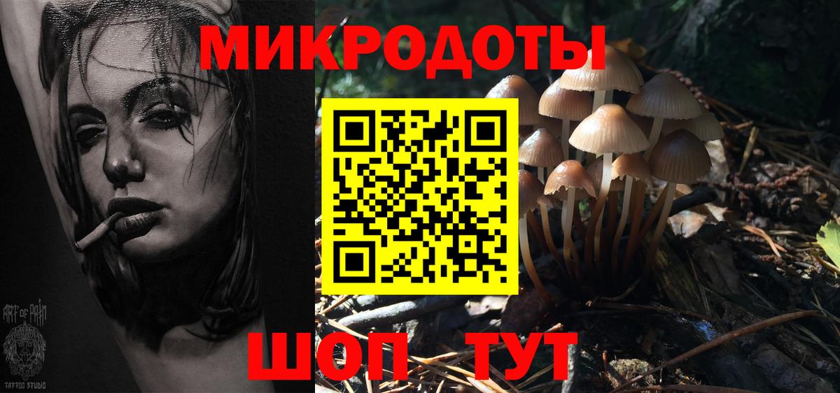 Галлюциногенные грибы Psilocybe Лениногорск
